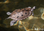 Zaagrugschildpad (Graptemys pseudogeographica)