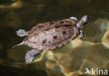 False Map Turtle (Graptemys pseudogeographica)