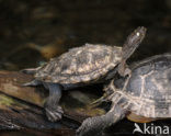 Zaagrugschildpad (Graptemys pseudogeographica)