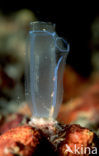 Sea squirt (Ascidia spec)