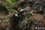 Dyschirius thoracicus