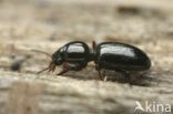 Dyschirius thoracicus