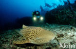 Zebra Shark (Stegostoma fasciatum) 