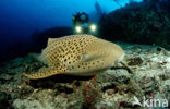 Zebra Shark (Stegostoma fasciatum) 