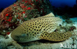 Zebra Shark (Stegostoma fasciatum) 