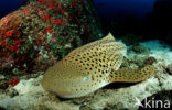 Zebra Shark (Stegostoma fasciatum) 