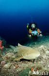 Zebra Shark (Stegostoma fasciatum) 