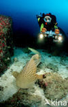 Zebra Shark (Stegostoma fasciatum) 