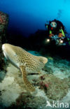 Zebra Shark (Stegostoma fasciatum) 