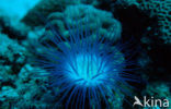 Tube sea anemone