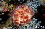 Fire Urchin (Asthenosoma varium)