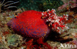 sea cucumber (Holothuria spec.)