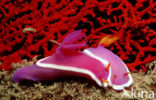 Zeenaaktslak (Hypselodoris bullockii)