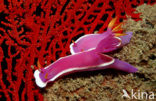 Seaslug (Hypselodoris bullockii)