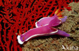 Zeenaaktslak (Hypselodoris bullockii)