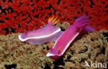 Seaslug (Hypselodoris bullockii)