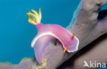 Zeenaaktslak (Hypselodoris bullockii)