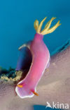 Seaslug (Hypselodoris bullockii)