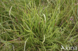 Sea Plantain (Plantago maritima)