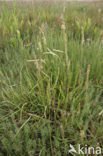 Sea Plantain (Plantago maritima)