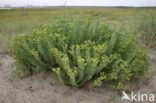 Sea Spurge (Euphorbia paralias)