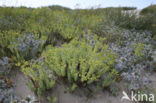 Sea Spurge (Euphorbia paralias)