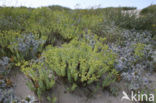 Zeewolfsmelk (Euphorbia paralias) 