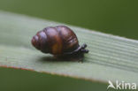Desmoulin`s whorl snail (Vertigo moulinsiana)