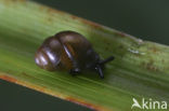 Desmoulin`s whorl snail (Vertigo moulinsiana)