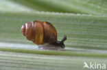 Desmoulin`s whorl snail (Vertigo moulinsiana)