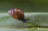 Desmoulin`s whorl snail (Vertigo moulinsiana)