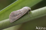 Small Wainscot (Chortodes pygmina)