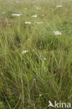 Parsley Waterdropwort (Oenanthe lachenalii)