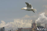 Zilvermeeuw (Larus argentatus)