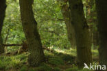 Common Oak