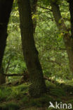 Common Oak