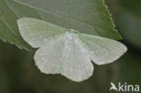 Large Emerald (Geometra papilionaria)