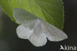 Large Emerald (Geometra papilionaria)