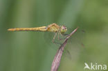 Zuidelijke heidelibel (Sympetrum meridionale)