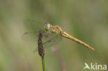 Zuidelijke heidelibel (Sympetrum meridionale)