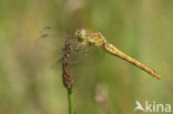 Southern Darter (Sympetrum meridionale)