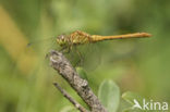 Zuidelijke heidelibel (Sympetrum meridionale)