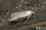 Vine’s Rustic (Hoplodrina ambigua)