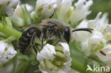 Zuidelijke zijdebij (Colletes similis)