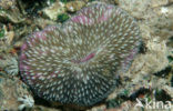 Mushroom coral (Ctenactis echinata)