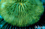 Mushroom coral (Ctenactis echinata)