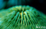 Mushroom coral (Ctenactis echinata)