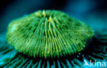 Mushroom coral (Ctenactis echinata)