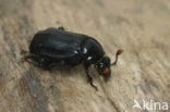 Black Burying beetle (Necrophorus humator