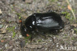 Black Burying beetle (Necrophorus humator